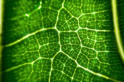 close up fluorescent vien of green leave