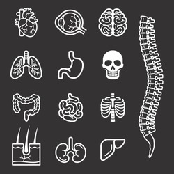 Human internal organs detailed icons set. Vector illustration
