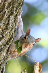 Gray squirrel clinging to a tree.