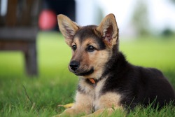 An adorable and alert German shepherd female puppy relaxing in the grass on a hot summer day. Portrait. Horizontal. Photo. 