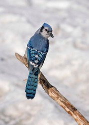 Blue jay perched on branch cyanocitta cristata winter.