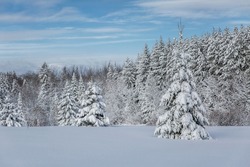 Beautiful winter landscape with snow covered evergreens on a cloudy and cold winter afternoon. 
Blue sky.  Canada.  Countryside. Nature. Winter wonderland.  Covered.  Snowy. 