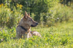 German shepherd dog laying in field 