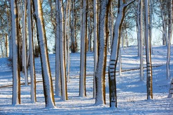 Snow covered tree trunks in city park as background. Winter forest. Snow falling from trees. Abstract striped pattern