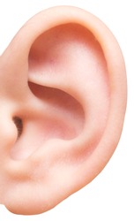 ear isolated on white background