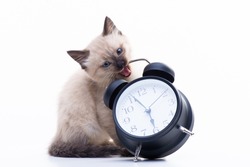 Small kitten Siamese Thai breed. A cat with blue eyes and a beige color is sitting near the alarm clock. Feeding and living regimen concept. High quality photo