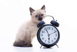 Small kitten Siamese Thai breed. A cat with blue eyes and a beige color is sitting near the alarm clock. Feeding and living regimen concept. High quality photo