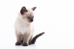 Close up portrait of funny curious Siamese cat looking back attentive isolated on a white background with copy space. High quality photo