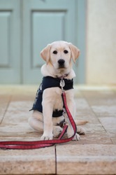 Labrador retriever Guide dog puppy