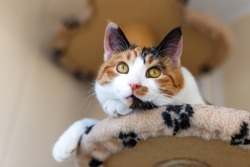 Beautiful domestic tricolor cat with yellow (amber) eyes sits on a cat climbing frame indoors and looks away. Close-up.