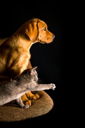 Puppy of red fox labrador and burma kitten are playing on the brown chair on black background.