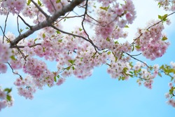 Blooming Pink Cherry blossom against blue sky - Sakura