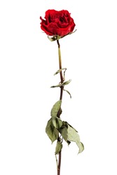 Red dried rose on a white background