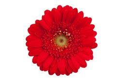 Large red flower with petals of orange gerbera on a white background