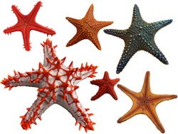 Isolated Collection of different starfish
