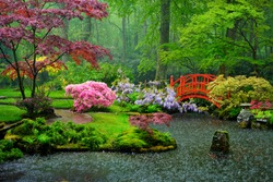 Small bridge in Japanese garden in the rain, Park Clingendael, The Hague, Netherlands