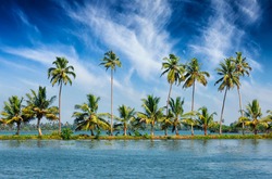 Kerala travel tourism background - Palms at Kerala backwaters. Allepey, Kerala, India. This is very typical image of backwaters.