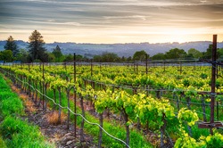 Sunset over vineyards in California's wine country. Sonoma county, California