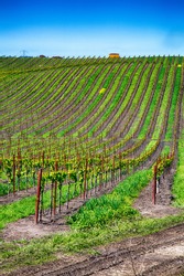Rolling hills covered with row upon row of grape vines in the cultivated vineyards of California wine country.