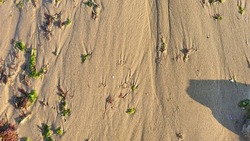 texture sand wet shells sea shore