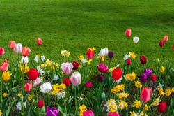 Spring flower bed filled with tulips and narcissi at the edge of a green lawn.