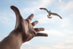 Hand of a man reaching to bird in the sky. Selective focus on a hand.