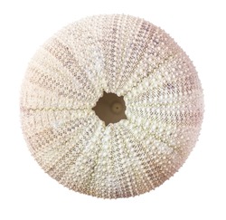Sea urchin shell isolated on white background. Selective focus with shallow depth of field. 