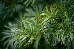 Korean pine branches at sunlight. Selective focus. Shallow depth of field.