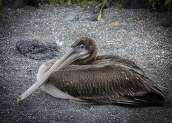 Brown Pelican resting on volcanic ash beach,  Isabela Island, Ga