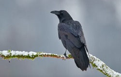 Raven (Corvus corax) close up