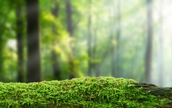 Green mossy log background for product display montages