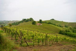 Rural landscape in Monferrato, Unesco World Heritage Site. Vineyard near Acqui Terme, Alessandria province, Piedmont, italy