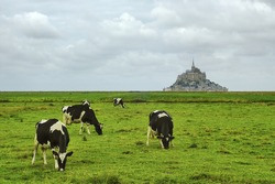 Le Mont-Saint-Michel (Normandy, France): view of the historic town and cows at pasture in foreground