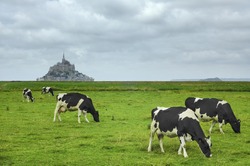 Le Mont-Saint-Michel (Normandy, France): view of the historic town and cows at pasture in foreground