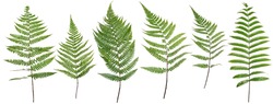Original size Collected Leaf fern isolated on white background of close-up