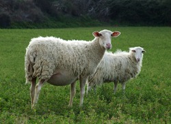 Sheep - Pregnant or Nursing Ewe in front.