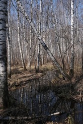 Birch forest in a swampy area