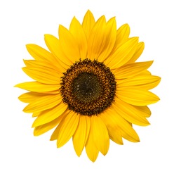 Sunflower flower isloted on a white background