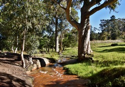 Close up of a big Eucalyptus tree on a little creek