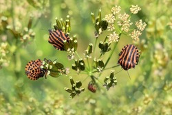                     Colorful Red and Black Striped Creepy Insects invading Plants in Glowing Summer Meadow         