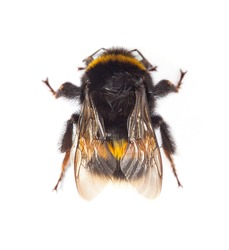Top view of bumblebee (Bombus terrestris) isolated on white background. View from above