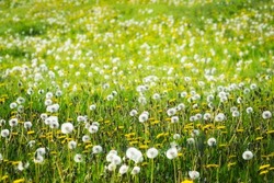 dandelions meadow with yellow wildflowers and grass, spring time texture, dreamlike atmosphere, selective focus and blur front and back