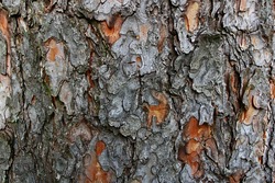 Texture of bark of Rocky Mountain Yellow Pine tree, latin name Pinus Ponderosa subspecies Scopulorum, in natural summer sunlight.