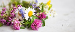 Healing herbs. Medicinal plants and flowers bouquet with mint, chamomile, thyme, clover, flax flowers