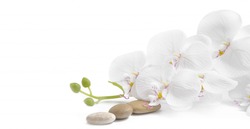 Spa white orchid with massage stones on white background