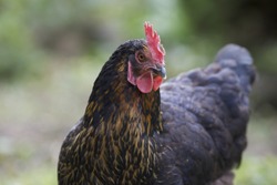 Cock and Farm animal