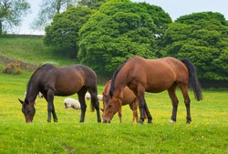 Horses grazing is green pasture.