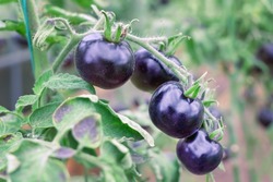 Black tomatoes grow on branch in vegetable garden. Indigo rose - blackest tomato variety harvest in farm greenhouse