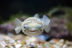A small porcupinefish, also commonly known as blowfish, swimming near the bottom in a tank