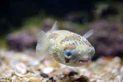 A small porcupinefish, also commonly known as blowfish, swimming near the bottom in a tank